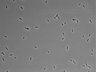 479-Ikebe-MorphResDL/AMK_20220724_AMK3_0003 thumbnail