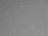 479-Ikebe-MorphResDL/AMK_20220724_AMK3_0004 thumbnail