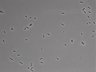 479-Ikebe-MorphResDL/AMK_20220724_AMK3_0005 thumbnail