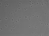 479-Ikebe-MorphResDL/AMK_20220724_AMK3_0006 thumbnail
