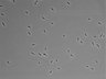 479-Ikebe-MorphResDL/AMK_20220724_AMK3_0007 thumbnail