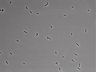 479-Ikebe-MorphResDL/AMK_20220724_AMK3_0008 thumbnail