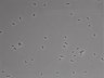 479-Ikebe-MorphResDL/AMK_20220724_AMK3_0009 thumbnail