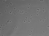 479-Ikebe-MorphResDL/AMK_20220724_AMK3_0010 thumbnail
