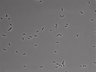 479-Ikebe-MorphResDL/AMK_20220724_AMK3_0011 thumbnail