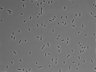479-Ikebe-MorphResDL/AMK_20220724_AMK3_0012 thumbnail