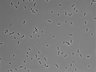 479-Ikebe-MorphResDL/AMK_20220724_AMK3_0013 thumbnail