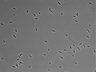 479-Ikebe-MorphResDL/AMK_20220724_AMK3_0014 thumbnail