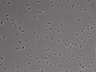 479-Ikebe-MorphResDL/AMK_20220724_AMK3_0015 thumbnail