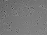 479-Ikebe-MorphResDL/AMK_20220724_AMK3_0016 thumbnail