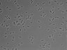 479-Ikebe-MorphResDL/AMK_20220724_AMK3_0017 thumbnail