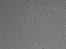 479-Ikebe-MorphResDL/AMK_20220724_AMK3_0018 thumbnail