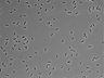 479-Ikebe-MorphResDL/AMK_20220724_AMK3_0019 thumbnail