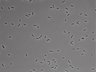 479-Ikebe-MorphResDL/AMK_20220724_AMK3_0020 thumbnail