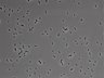 479-Ikebe-MorphResDL/AMK_20220724_AMK4_0001 thumbnail