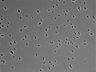 479-Ikebe-MorphResDL/AMK_20220724_AMK4_0002 thumbnail
