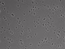 479-Ikebe-MorphResDL/AMK_20220724_AMK4_0003 thumbnail