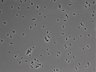 479-Ikebe-MorphResDL/AMK_20220724_AMK4_0004 thumbnail