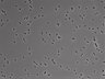 479-Ikebe-MorphResDL/AMK_20220724_AMK4_0005 thumbnail