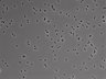 479-Ikebe-MorphResDL/AMK_20220724_AMK4_0006 thumbnail
