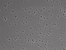 479-Ikebe-MorphResDL/AMK_20220724_AMK4_0007 thumbnail