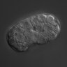 Thumbnail for dataset wt_N2_030213_03