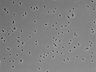 479-Ikebe-MorphResDL/AMK_20220724_AMK4_0008 thumbnail