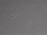 479-Ikebe-MorphResDL/AMK_20220724_AMK4_0009 thumbnail