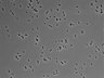 479-Ikebe-MorphResDL/AMK_20220724_AMK4_0010 thumbnail