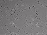 479-Ikebe-MorphResDL/AMK_20220724_AMK4_0011 thumbnail