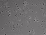 479-Ikebe-MorphResDL/AMK_20220724_AMK4_0012 thumbnail