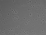 479-Ikebe-MorphResDL/AMK_20220724_AMK4_0013 thumbnail