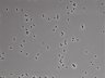 479-Ikebe-MorphResDL/AMK_20220724_AMK4_0014 thumbnail