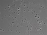 479-Ikebe-MorphResDL/AMK_20220724_AMK4_0015 thumbnail