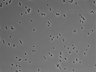 479-Ikebe-MorphResDL/AMK_20220724_AMK4_0016 thumbnail