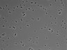 479-Ikebe-MorphResDL/AMK_20220724_AMK4_0017 thumbnail