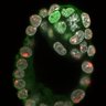 Thumbnail for dataset FigS1a_E4.25_ICM-Epi