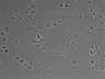 479-Ikebe-MorphResDL/AMK_20220724_AMK4_0018 thumbnail