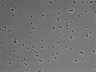 479-Ikebe-MorphResDL/AMK_20220724_AMK4_0019 thumbnail