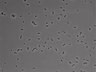 479-Ikebe-MorphResDL/AMK_20220724_AMK4_0020 thumbnail
