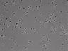 479-Ikebe-MorphResDL/AMK_20220724_P_0001 thumbnail