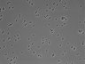 479-Ikebe-MorphResDL/AMK_20220724_P_0002 thumbnail