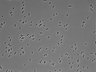 479-Ikebe-MorphResDL/AMK_20220724_P_0003 thumbnail