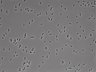 479-Ikebe-MorphResDL/AMK_20220724_P_0004 thumbnail