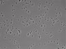 479-Ikebe-MorphResDL/AMK_20220724_P_0005 thumbnail