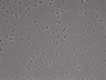 479-Ikebe-MorphResDL/AMK_20220724_P_0006 thumbnail