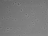 479-Ikebe-MorphResDL/AMK_20220724_P_0007 thumbnail