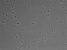 479-Ikebe-MorphResDL/AMK_20220724_P_0008 thumbnail