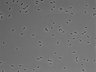 479-Ikebe-MorphResDL/AMK_20220724_P_0009 thumbnail