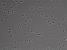 479-Ikebe-MorphResDL/AMK_20220724_P_0010 thumbnail
